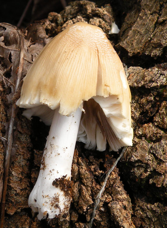 Un fungo ed i suoi abitanti (Cfr. Coprinellus sp.)